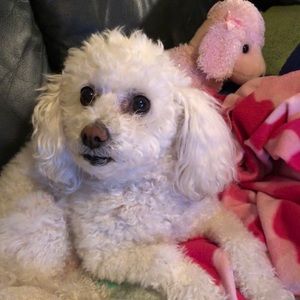 Meet your Posher, Naomi